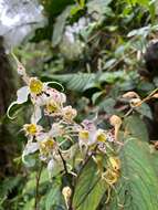 Image of Oncidium cirrhosum (Lindl.) Beer