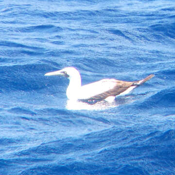 Image of Masked Booby