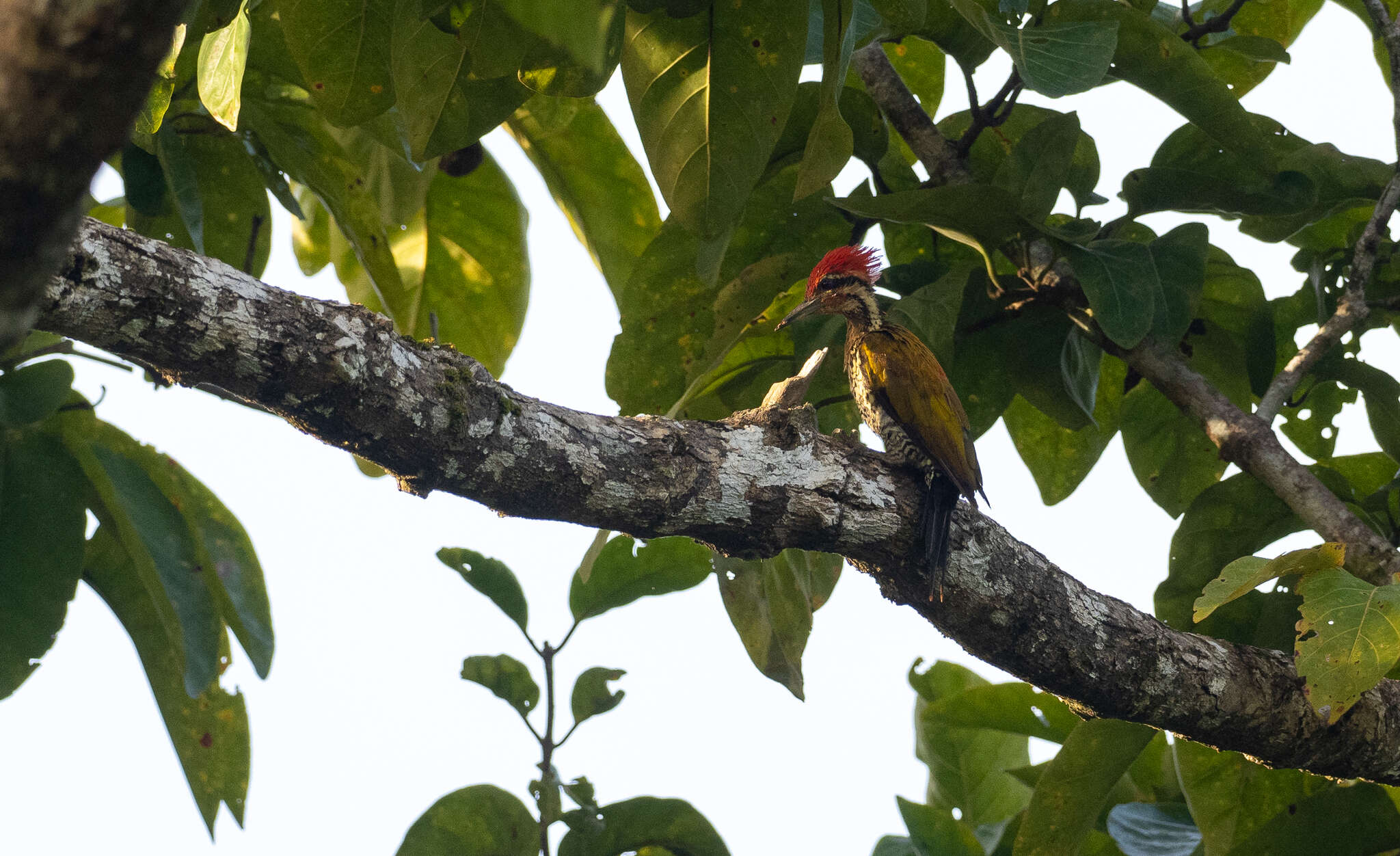 Image of Spot-throated Flameback