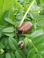 Image of Common cockchafer