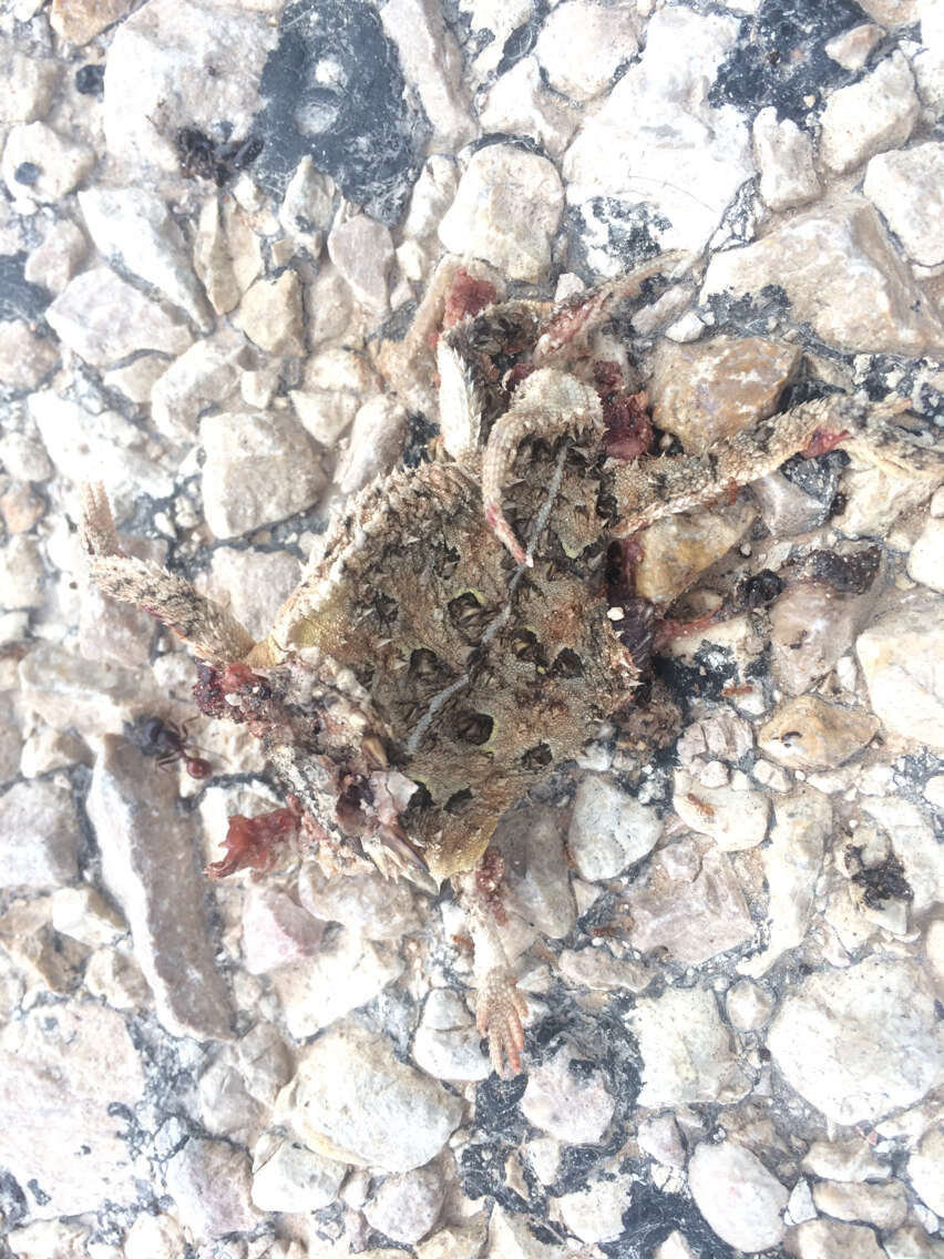 Image of Texas Horned Lizard