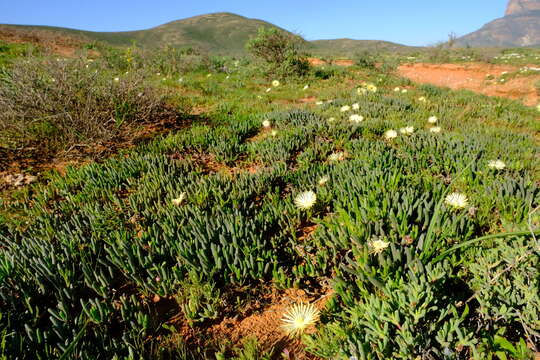 Image of Cephalophyllum framesii L. Bol.