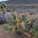 Image of searchlight pricklypear