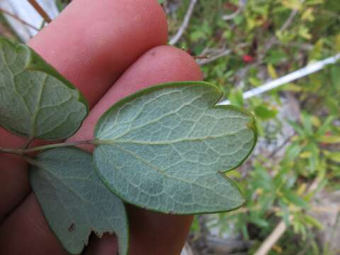 Image of Waxy-Leaf Meadow-Rue