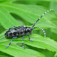 Image of Citrus long-horned beetle