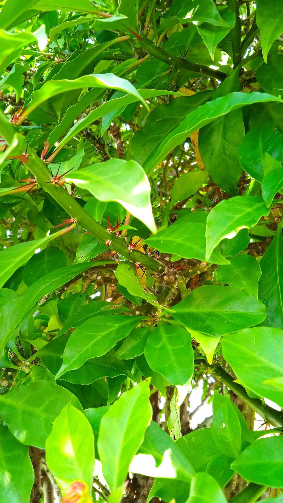 Image of <i>Leuenbergeria bleo</i>