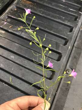 Image of San Antonio false foxglove