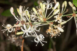 Image of Smilax aspera L.