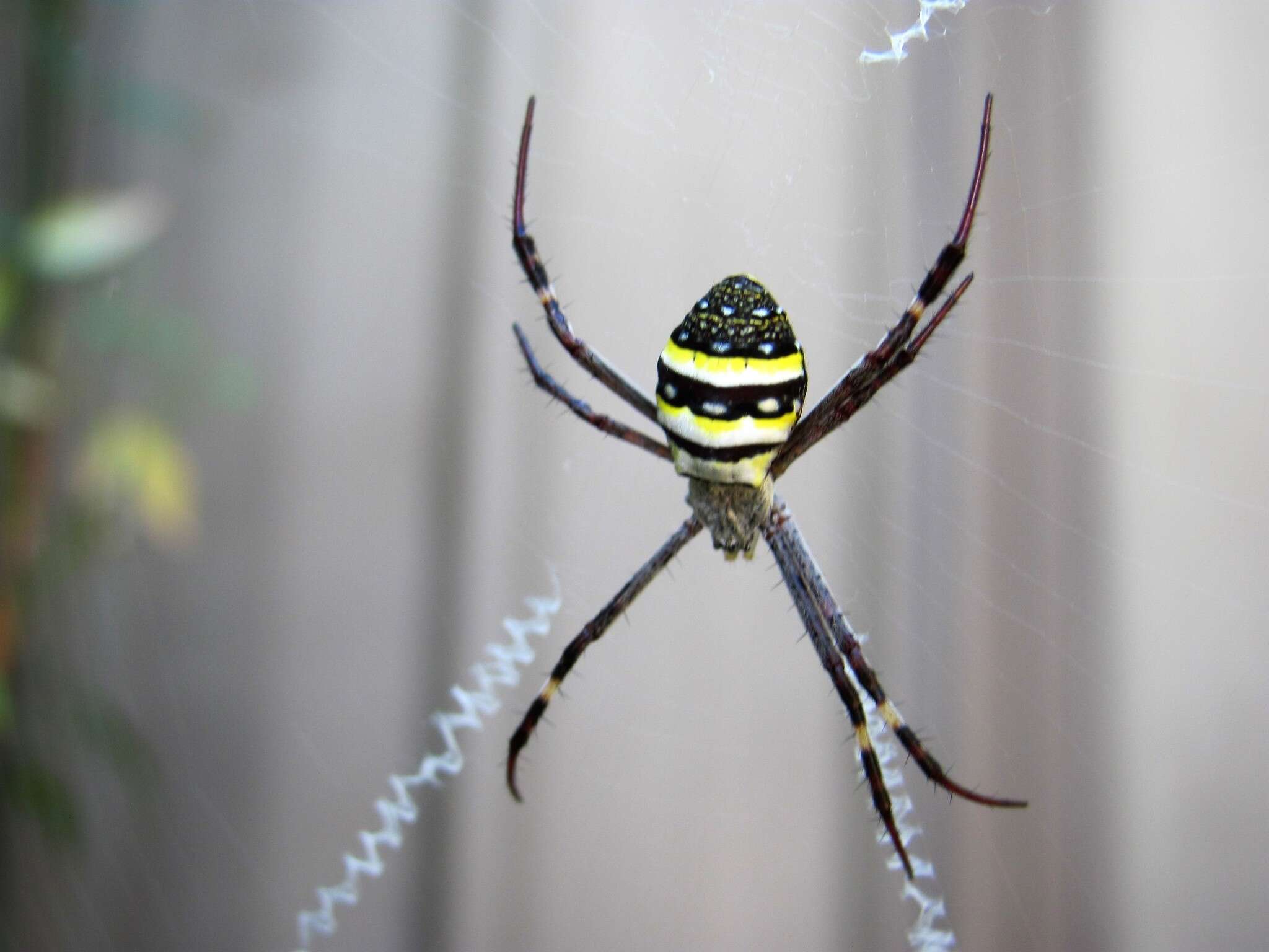 Imagem de Argiope keyserlingi Karsch 1878