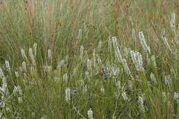 Image of Erica aspalathifolia Bolus