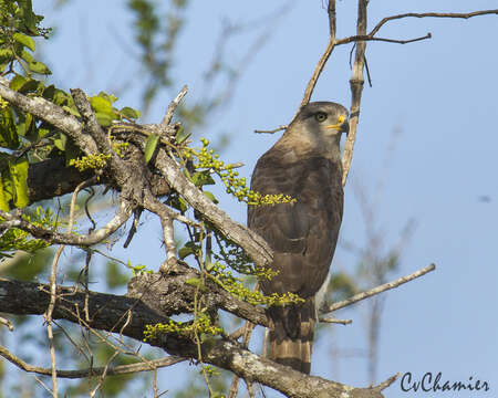 Image of Fasciated Snake-Eagle