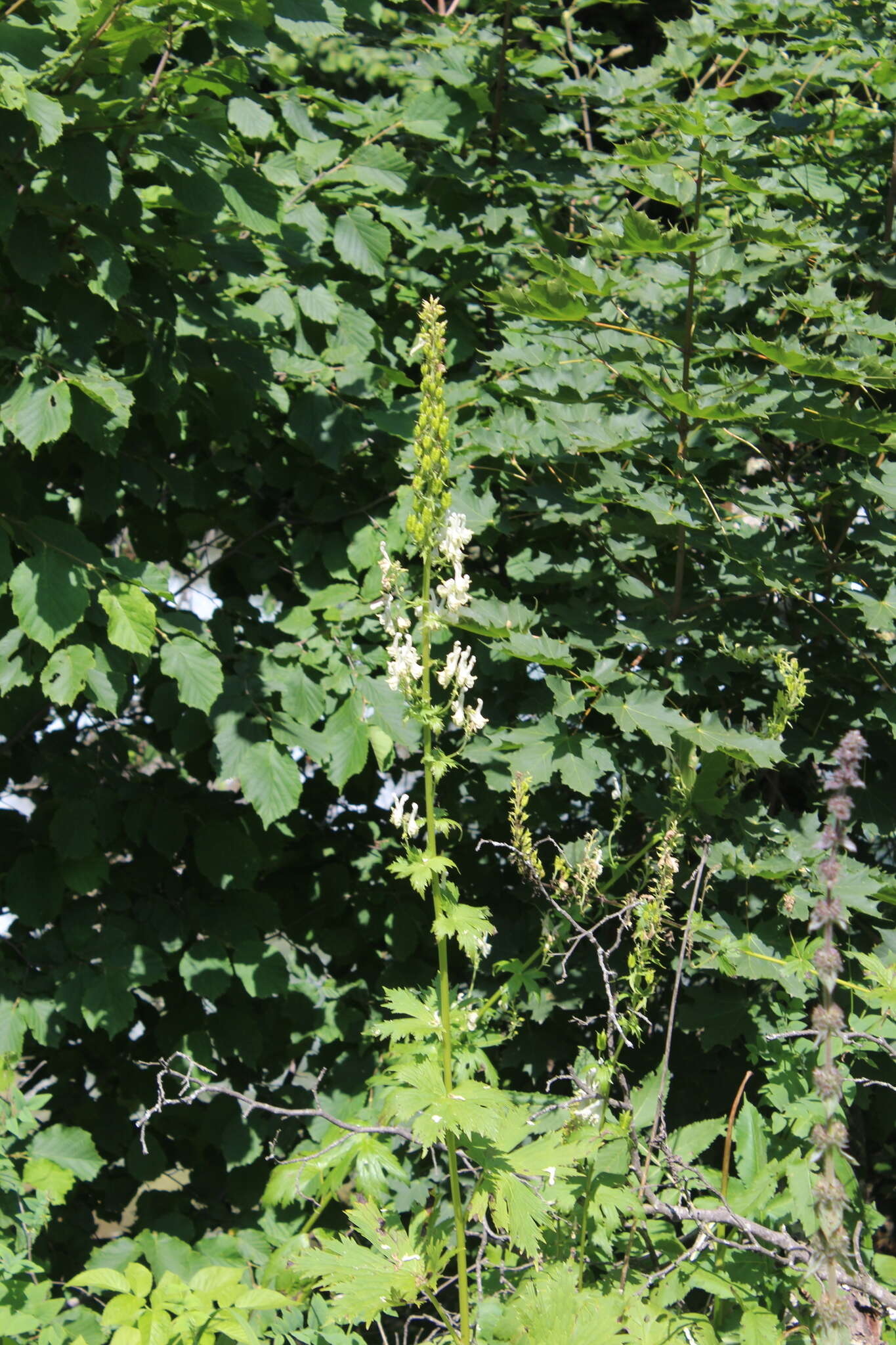 Aconitum orientale Mill.的圖片