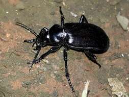 Imagem de Calosoma (Castrida) vagans Dejean 1831