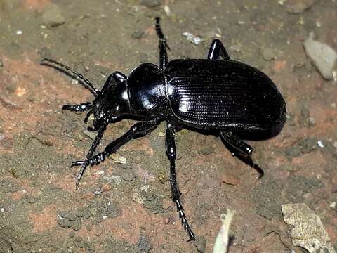 Image of Calosoma (Castrida) vagans Dejean 1831