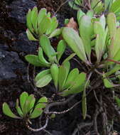 Image of Sinapidendron frutescens subsp. succulentum (Lowe) Rustan