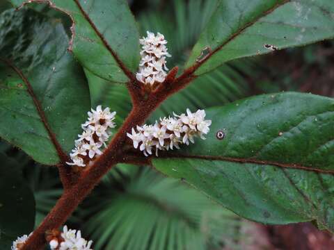 صورة Symplocos paucistaminea F. Muell. & F. M. Bailey.