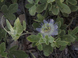 Image de Passiflora arida (Mast. & Rose) Killip