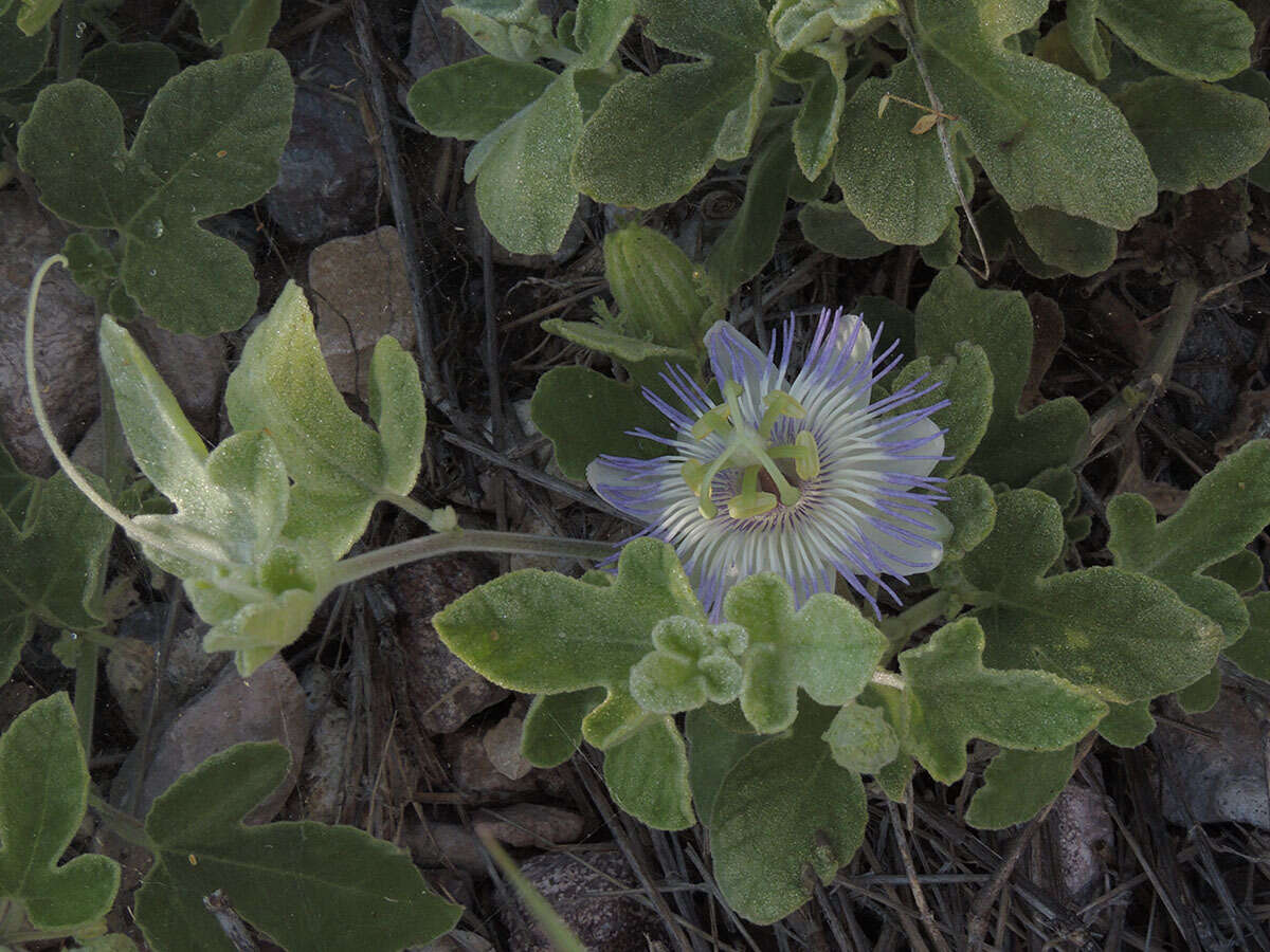 Image of desert passionflower