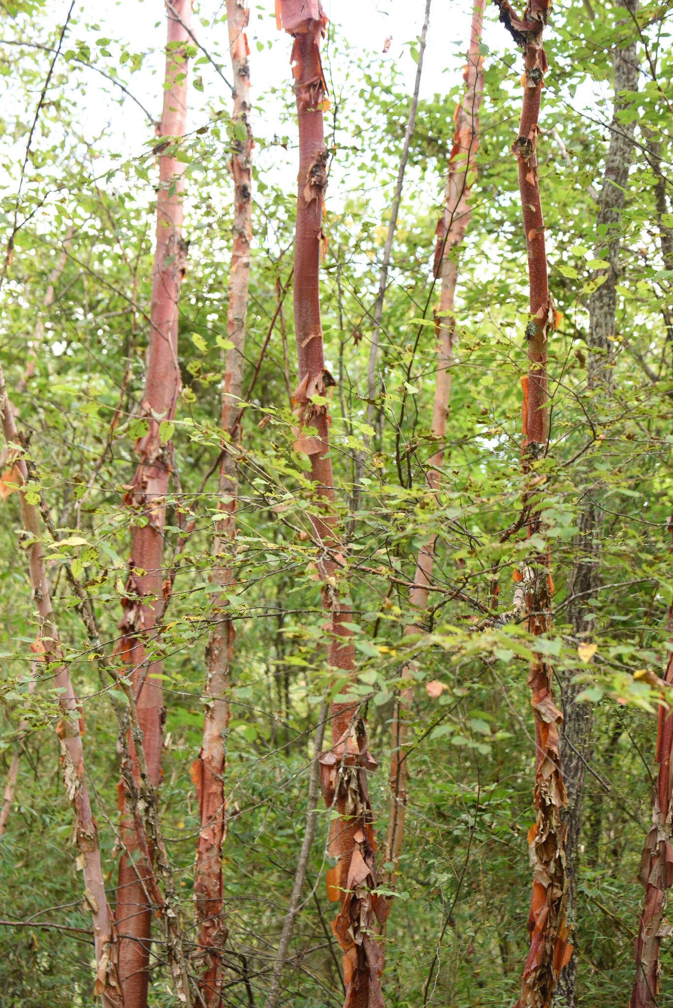 Image of Chinese red birch