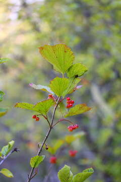 Imagem de Viburnum edule (Michx.) Raf.