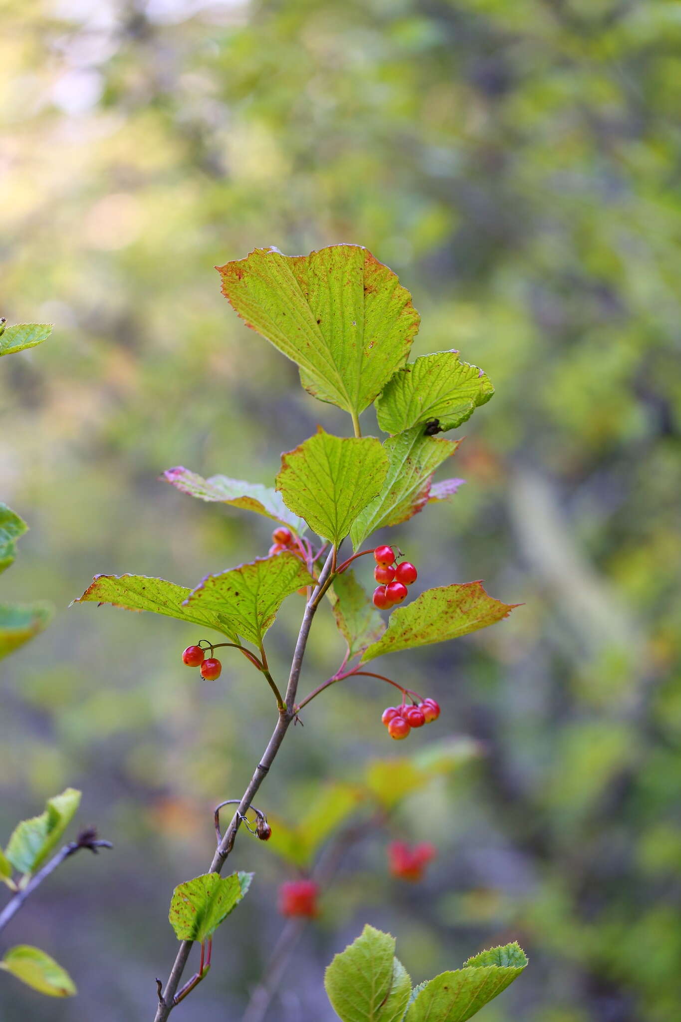 Sivun Viburnum edule (Michx.) Raf. kuva