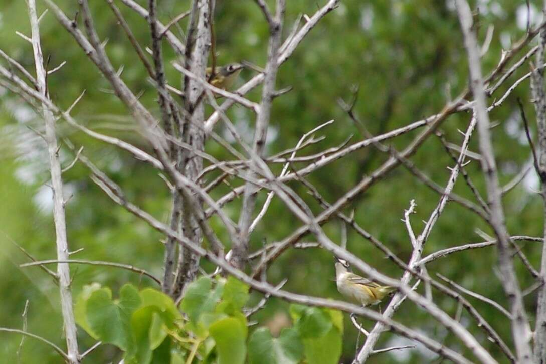 Слика од Vireo atricapilla Woodhouse 1852