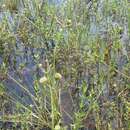 Image of grassy arrowhead