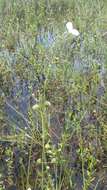 Image of grassy arrowhead