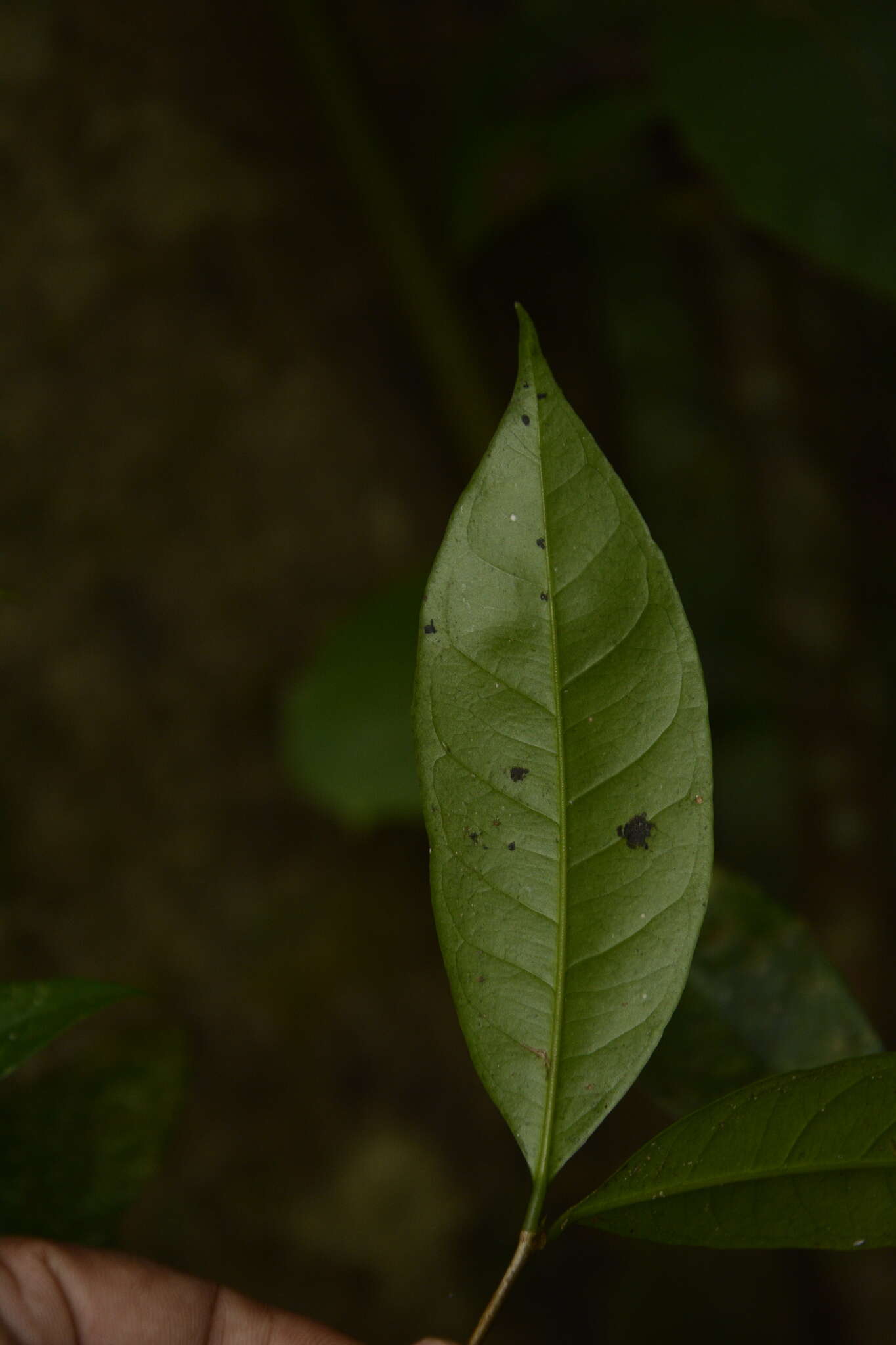 Plancia ëd Syzygium laetum (Ham.) K. N. Gandhi