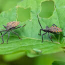 Image of Menenotus diminutus Walker & F. 1871