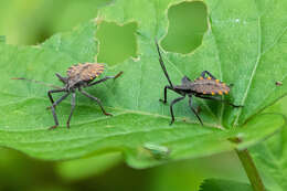 Image of Menenotus diminutus Walker & F. 1871