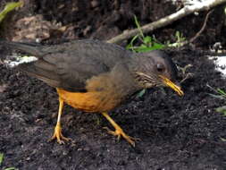 Image of Turdus olivaceus olivaceus Linnaeus 1766