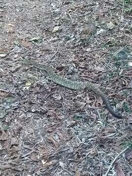 Image of Crotalus durissus terrificus (Laurenti 1768)