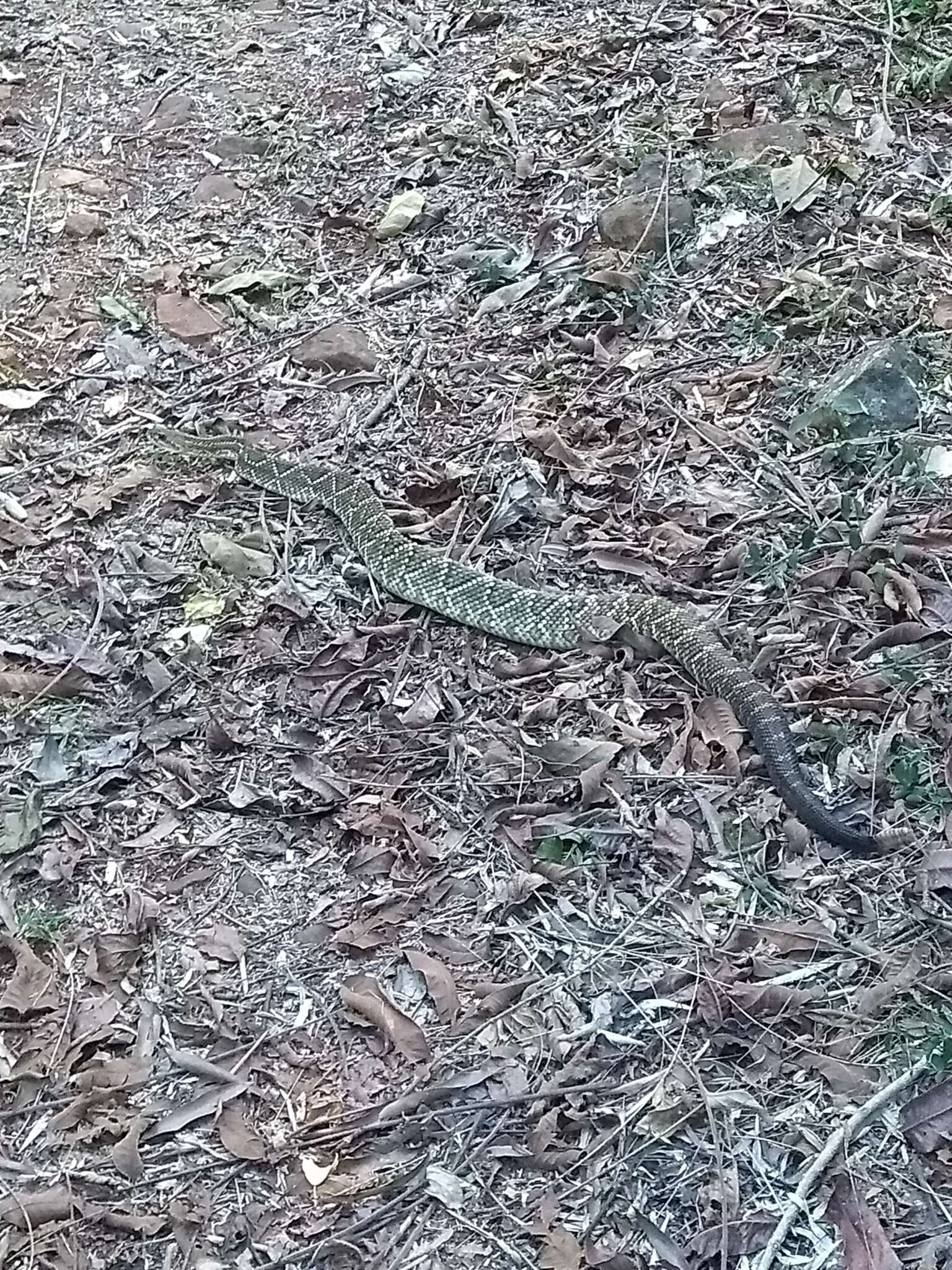 صورة Crotalus durissus terrificus (Laurenti 1768)