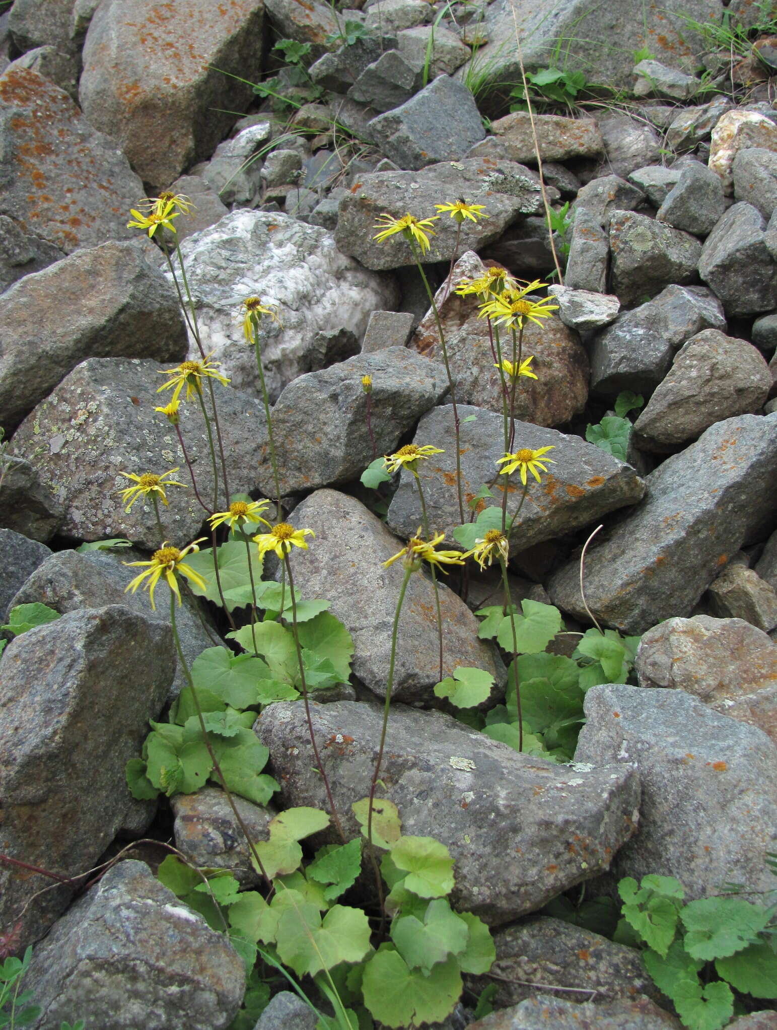 Plancia ëd Dolichorrhiza renifolia (C. A. Mey.) Galushko