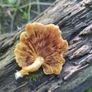 Image of Pleuroflammula multifolia (Peck) E. Horak 1986