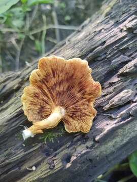 Image of Pleuroflammula multifolia (Peck) E. Horak 1986