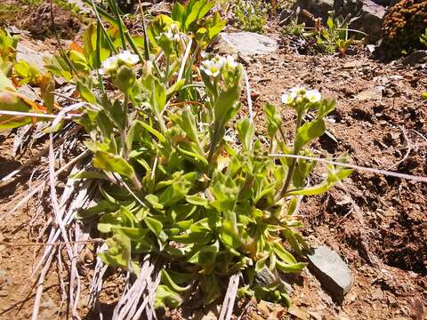 Image of boreal draba