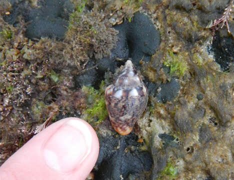 Image of rustic dove shell