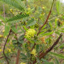Image of Mimosa bonplandii Benth.