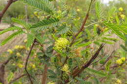 Image of Mimosa bonplandii Benth.