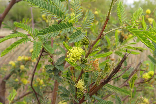 Image of Mimosa bonplandii Benth.