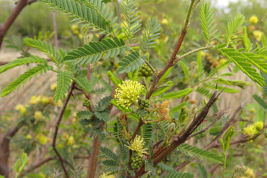 Слика од Mimosa bonplandii Benth.