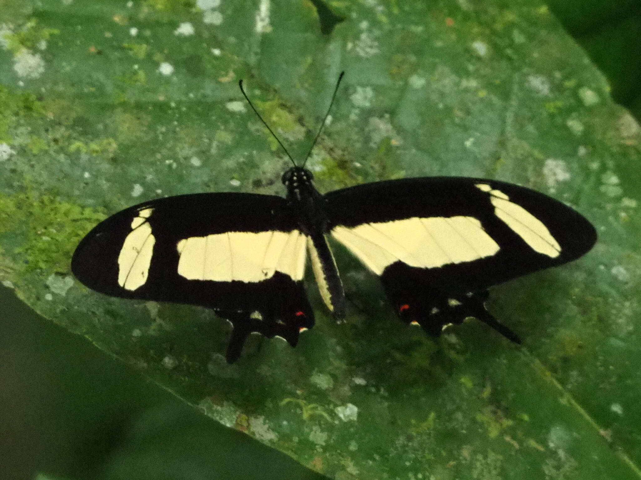 Sivun Papilio torquatus Cramer (1777) kuva