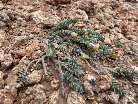 Image of Crotalaria similis Hemsl.