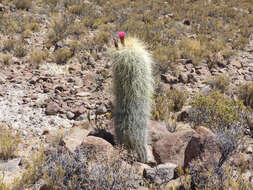 Imagem de Echinopsis tarijensis subsp. bertramiana (Backeb.) M. Lowry