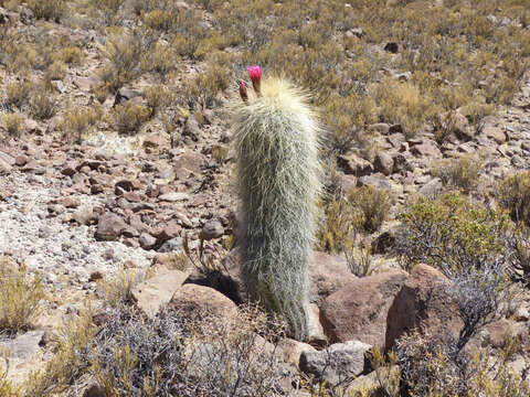 Imagem de Echinopsis tarijensis subsp. bertramiana (Backeb.) M. Lowry