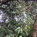 Imagem de Ficus sarmentosa var. henryi (King ex Oliver) Corner