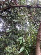 Image of Ficus sarmentosa var. henryi (King ex Oliver) Corner
