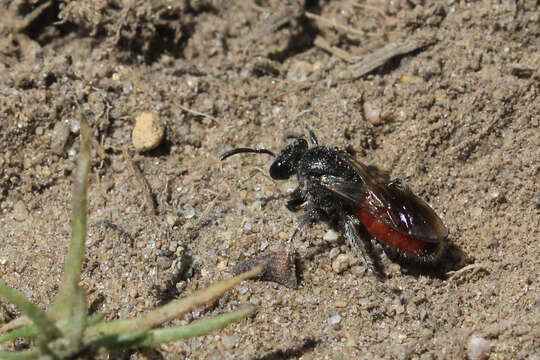 Image of Sphecodes confertus Say 1837